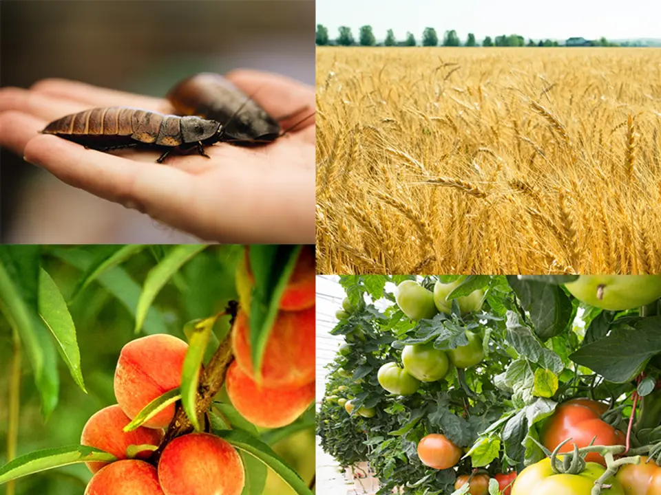 What is agricultural biology in agriculture?