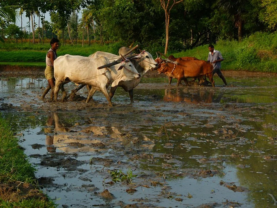 What is meant by puddling in agriculture?